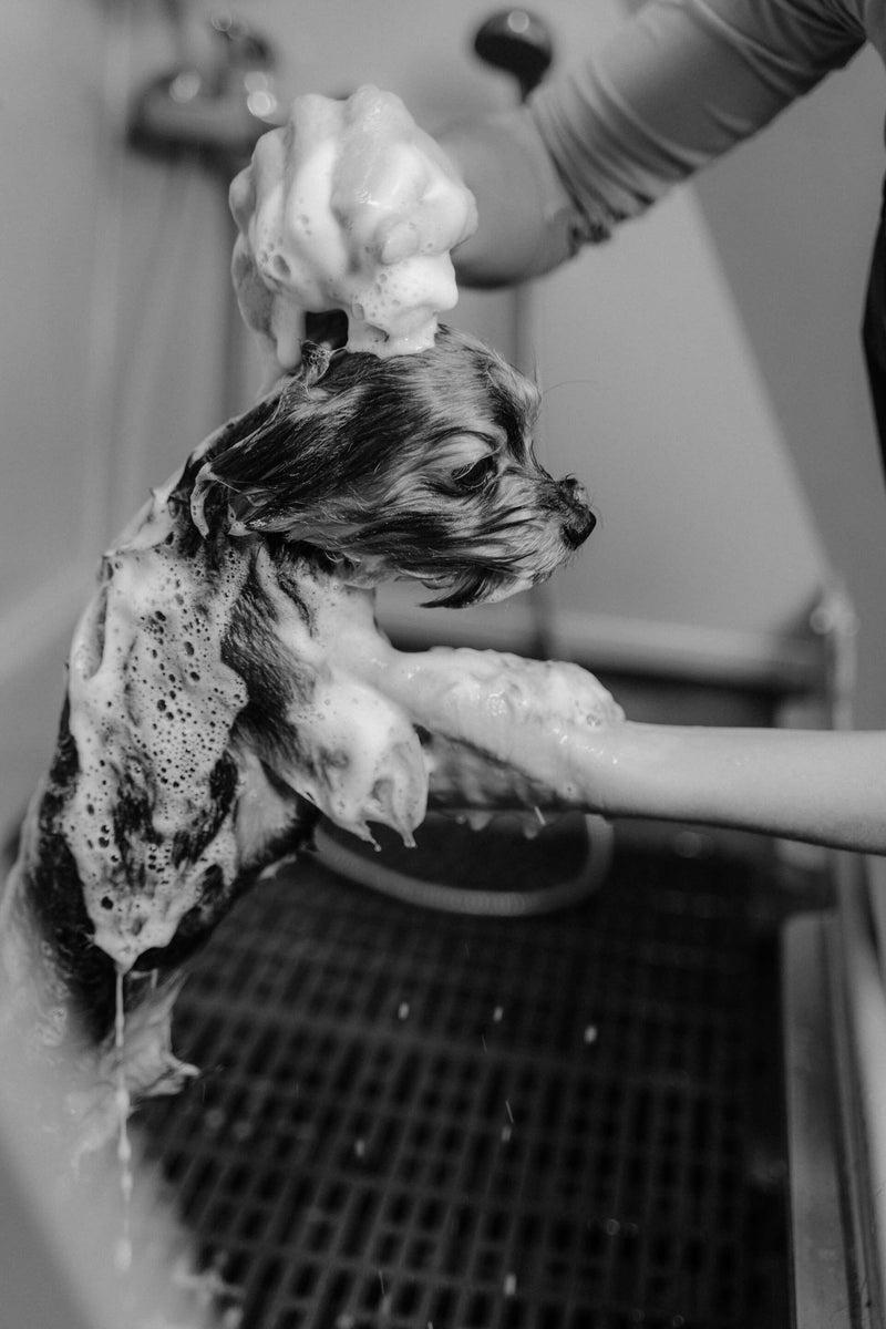 the-ideal-dog-shampoo-for-gentle-pooch-skin-solutions-for-sensitive-s