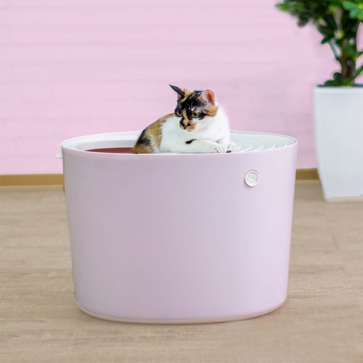 Iris litter outlet box