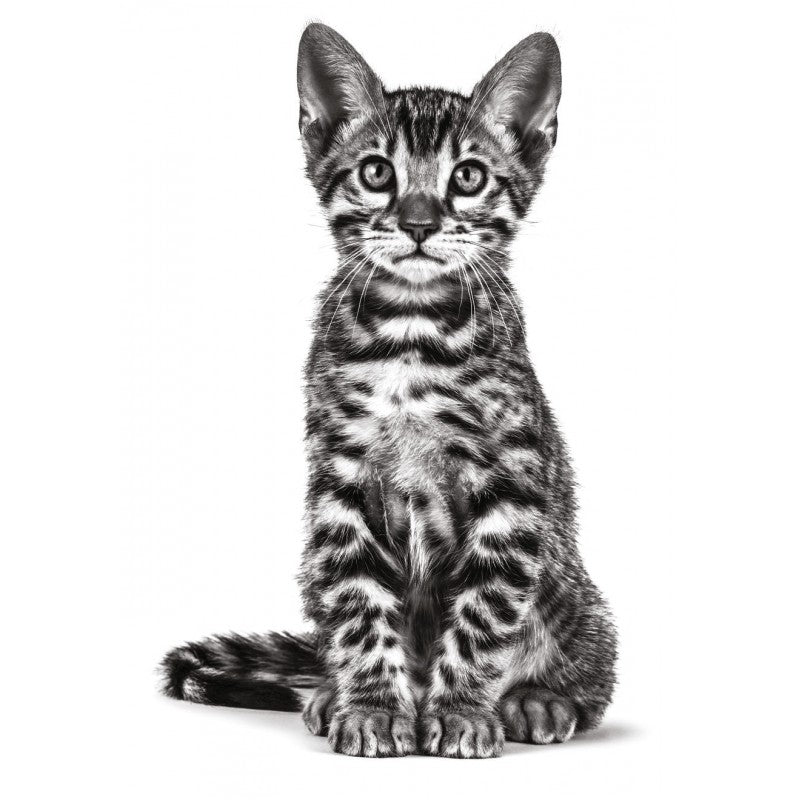 Bengal cat outlet dry food